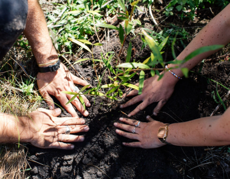 Des mains plantent un arbre dans le sol, incarnant les liens qui unissent les personnes et leur environnement naturel