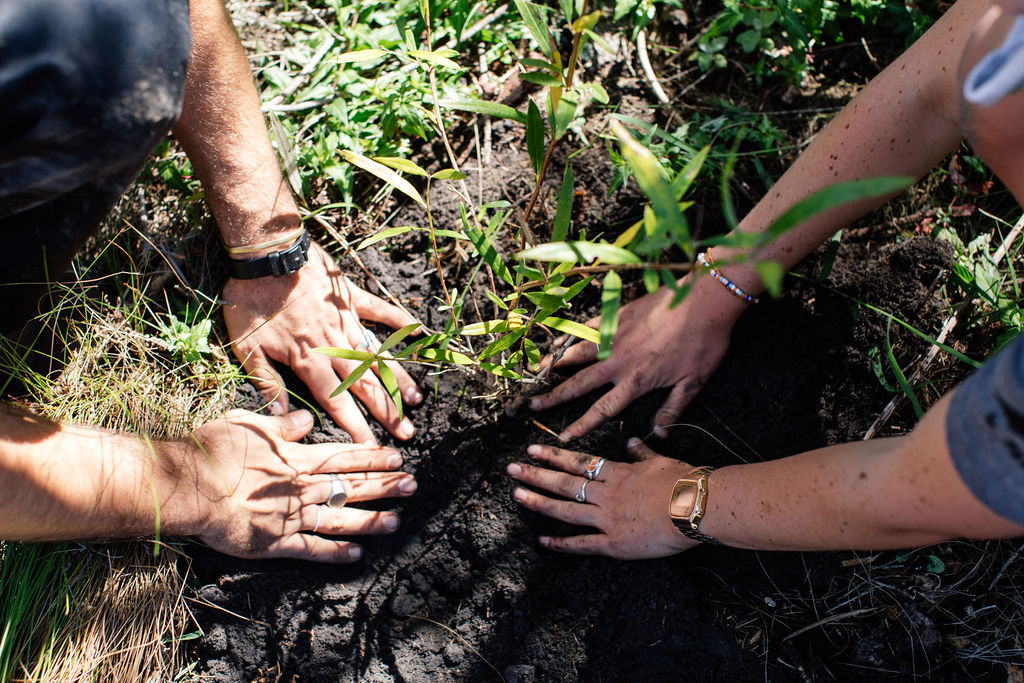Des mains plantent un arbre dans le sol, incarnant les liens qui unissent les personnes et leur environnement naturel