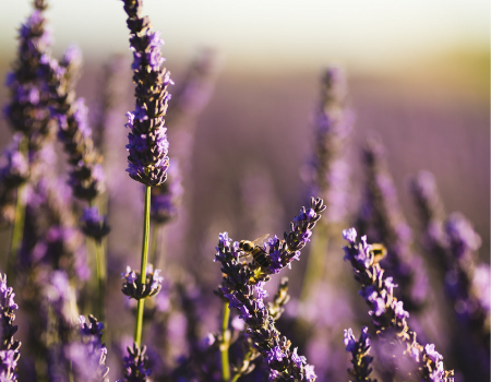Lavender Fields in Provence
